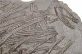 Fossil Ichthyosaur (Stenopterygius) Vertebrae & Ribs - Germany #206128-7